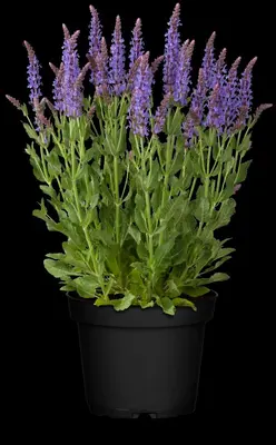 Salvia nemorosa 'Blauhügel' (Salie 'Blauhügel') - afbeelding 1
