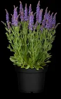 Salvia nemorosa 'Blauhügel' (Salie 'Blauhügel') - afbeelding 1