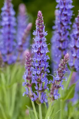 Salvia nemorosa 'Blauhügel' (Salie 'Blauhügel') - afbeelding 2
