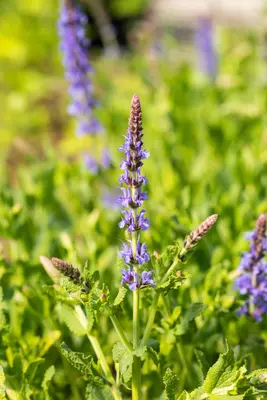 Salvia nemorosa 'Blauhügel' (Salie 'Blauhügel') - afbeelding 4
