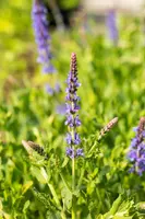 Salvia nemorosa 'Blauhügel' (Salie 'Blauhügel') - afbeelding 4