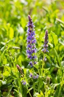 Salvia nemorosa 'Blauhügel' (Salie 'Blauhügel') - afbeelding 5