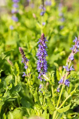 Salvia nemorosa 'Blauhügel' (Salie 'Blauhügel') - afbeelding 7