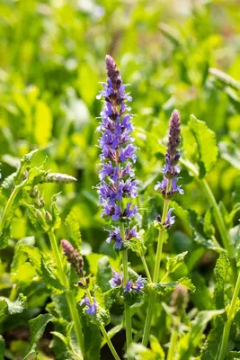 Salvia nemorosa 'Blauhügel' (Salie 'Blauhügel') - afbeelding 5