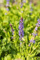Salvia nemorosa 'Blauhügel' (Salie 'Blauhügel') - afbeelding 7