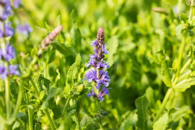 Salvia nemorosa 'Blauhügel' (Salie 'Blauhügel') - afbeelding 3