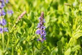 Salvia nemorosa 'Blauhügel' (Salie 'Blauhügel') - afbeelding 3