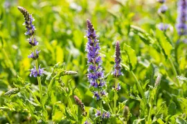 Salvia nemorosa 'Blauhügel' (Salie 'Blauhügel') - afbeelding 6