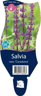 Salvia nemorosa 'Caradonna' (Salie) - afbeelding 1