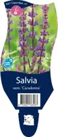 Salvia nemorosa 'Caradonna' (Salie) - afbeelding 1