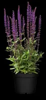 Salvia nemorosa 'Caradonna' (Salie 'Caradonna') - afbeelding 2
