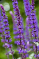 Salvia nemorosa 'Caradonna' (Salie 'Caradonna') - afbeelding 3