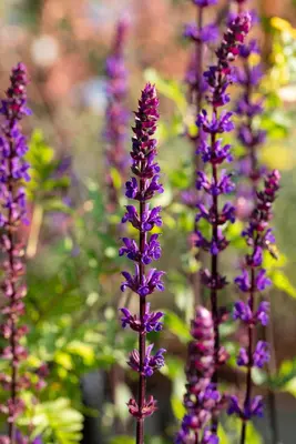 Salvia nemorosa 'Caradonna' (Salie 'Caradonna') - afbeelding 5