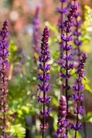 Salvia nemorosa 'Caradonna' (Salie 'Caradonna') - afbeelding 5