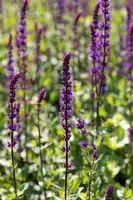 Salvia nemorosa 'Caradonna' (Salie 'Caradonna') - afbeelding 7