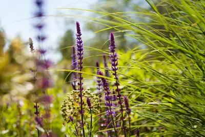 Salvia nemorosa 'Caradonna' (Salie 'Caradonna') - afbeelding 1