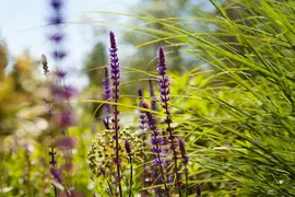 Salvia nemorosa 'Caradonna' (Salie 'Caradonna') - afbeelding 1