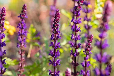 Salvia nemorosa 'Caradonna' (Salie 'Caradonna') - afbeelding 4