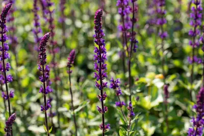 Salvia nemorosa 'Caradonna' (Salie 'Caradonna') - afbeelding 6