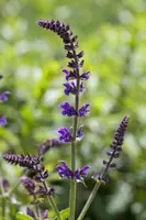 Salvia nemorosa 'Mainacht' (Salie 'Mainacht') - afbeelding 2