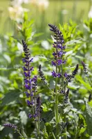 Salvia nemorosa 'Mainacht' (Salie 'Mainacht') - afbeelding 3