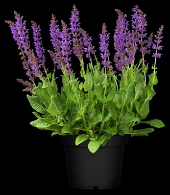 Salvia nemorosa 'Mainacht' (Salie 'Mainacht') - afbeelding 4