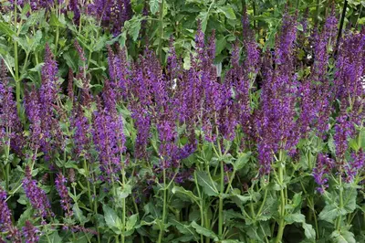 Salvia nemorosa 'Mainacht' (Salie 'Mainacht') - afbeelding 5