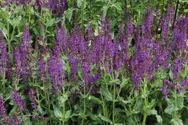 Salvia nemorosa 'Mainacht' (Salie 'Mainacht') - afbeelding 5