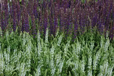 Salvia nemorosa 'Mainacht' (Salie 'Mainacht') - afbeelding 6