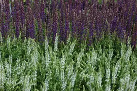 Salvia nemorosa 'Mainacht' (Salie 'Mainacht') - afbeelding 6