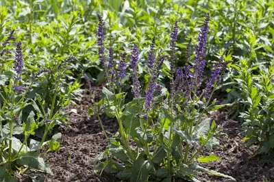 Salvia nemorosa 'Mainacht' (Salie 'Mainacht') - afbeelding 1