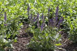 Salvia nemorosa 'Mainacht' (Salie 'Mainacht') - afbeelding 1