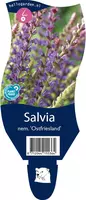 Salvia nemorosa 'Ostfriesland' (Salie) - afbeelding 1