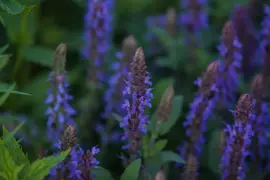 Salvia nemorosa 'Ostfriesland' (Salie) - afbeelding 2