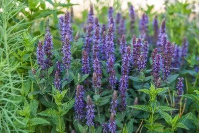 Salvia nemorosa 'Ostfriesland' (Salie) - afbeelding 3