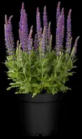 Salvia nemorosa 'Ostfriesland' (Salie 'Ostfriesland') - afbeelding 4