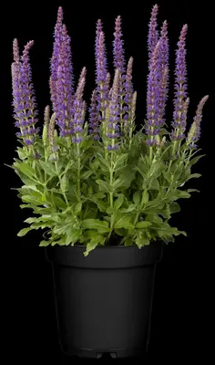 Salvia nemorosa 'Ostfriesland' (Salie 'Ostfriesland') - afbeelding 4
