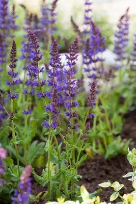 Salvia nemorosa 'Ostfriesland' (Salie 'Ostfriesland') - afbeelding 1