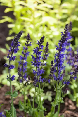 Salvia nemorosa 'Ostfriesland' (Salie 'Ostfriesland') - afbeelding 2