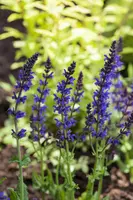 Salvia nemorosa 'Ostfriesland' (Salie 'Ostfriesland') - afbeelding 2