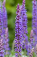 Salvia nemorosa 'Ostfriesland' (Salie 'Ostfriesland') - afbeelding 5