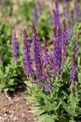 Salvia nemorosa 'Ostfriesland' (Salie 'Ostfriesland') - afbeelding 6