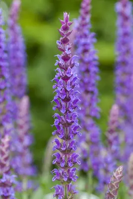 Salvia nemorosa 'Ostfriesland' (Salie 'Ostfriesland') - afbeelding 5