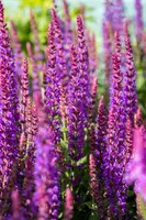 Salvia nemorosa 'Ostfriesland' (Salie 'Ostfriesland') - afbeelding 7