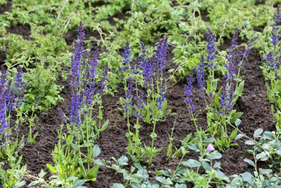Salvia nemorosa 'Ostfriesland' (Salie 'Ostfriesland') - afbeelding 3