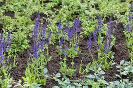 Salvia nemorosa 'Ostfriesland' (Salie 'Ostfriesland') - afbeelding 3