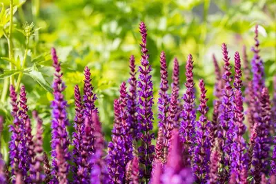 Salvia nemorosa 'Ostfriesland' (Salie 'Ostfriesland') - afbeelding 8