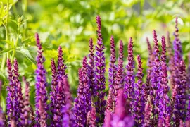 Salvia nemorosa 'Ostfriesland' (Salie 'Ostfriesland') - afbeelding 8