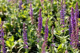 Salvia nemorosa 'Ostfriesland' (Salie 'Ostfriesland') - afbeelding 9