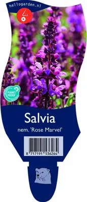 Salvia nemorosa 'Rose Marvel' (Salie) - afbeelding 1